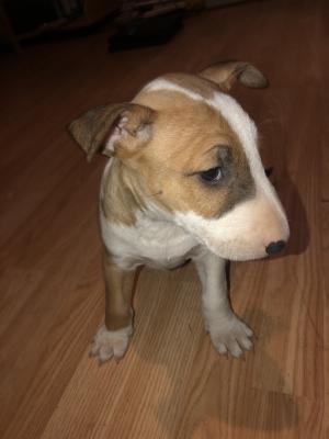 English Bull Terrier For Sale in Lodon