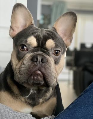 French Bulldog For Stud in Great Britain