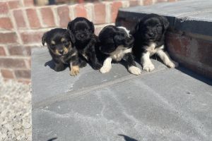 4 gorgeous puppies for sale