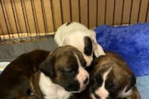Boxer For Sale in Great Britain