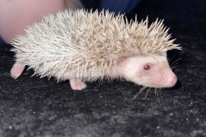 Beautiful baby hedgehogs for sale