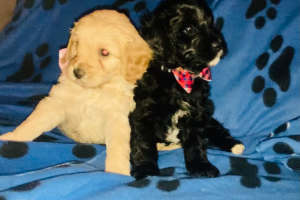 Beautiful DNA health tested cavapoos only boys left!