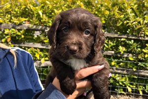 Cocker spaniel Puppies for sale