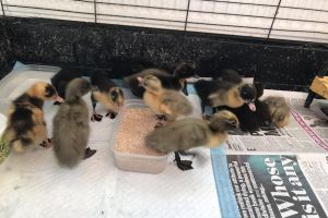 Duck for Rehoming