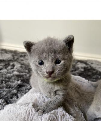 Russian Blue Online Ad