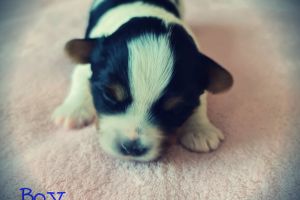 Yorkshire Biewers Terrier boy puppy for sale