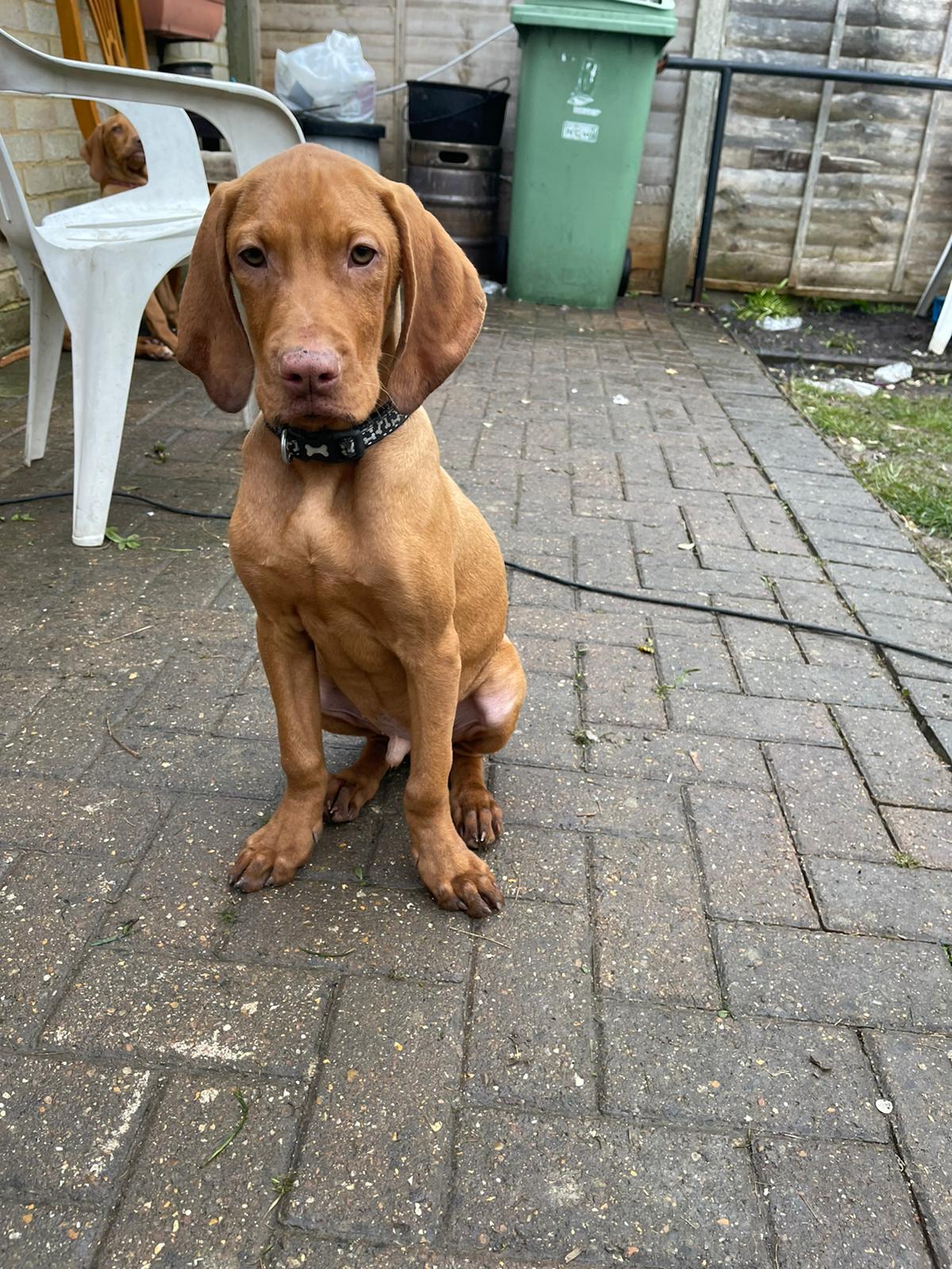 Hungarian vizsla puppies for sale | UKPets