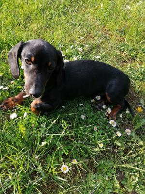 Dachshund for Rehoming