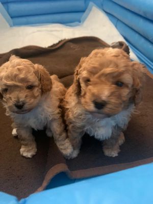 Cavapoo for Rehoming