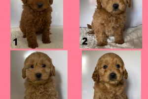 Goldendoodle for Rehoming