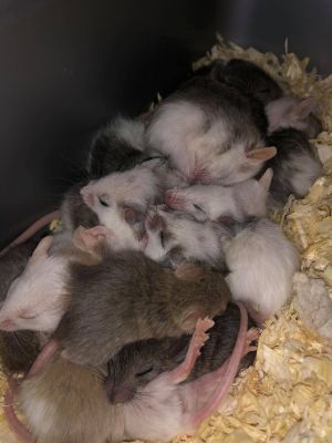 Natal Multimammate mice for sale | UKPets