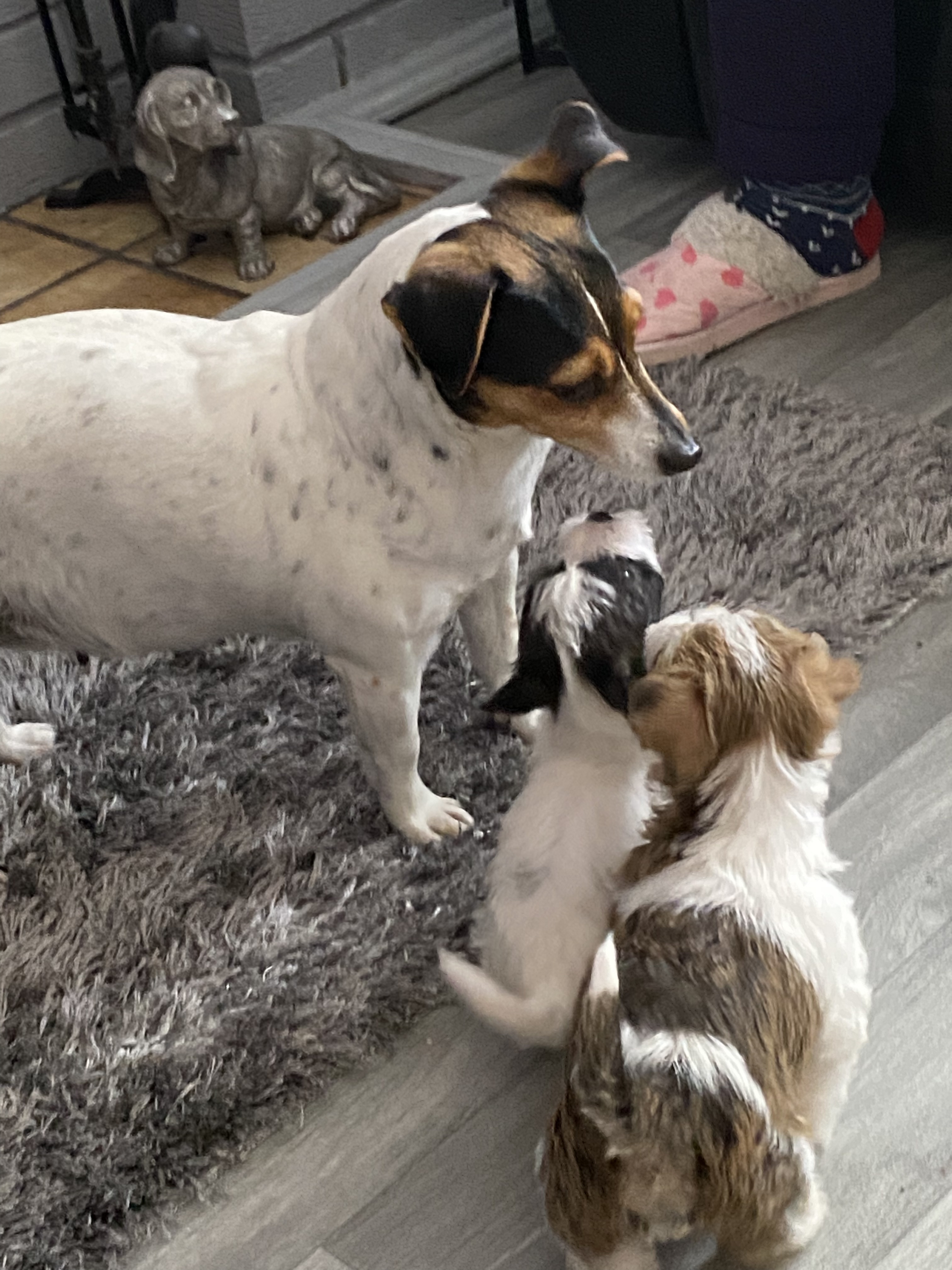 Rough coat jack Russell puppies for sale | UKPets
