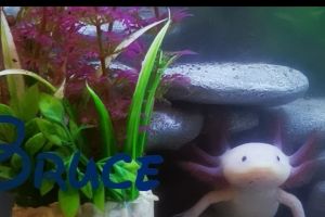 Axolotl Reptiles And Amphibians For Sale Ukpets