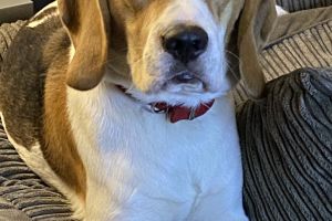 Beagle Online Listings