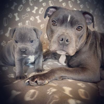 Staffordshire Bull Terriers for Rehoming