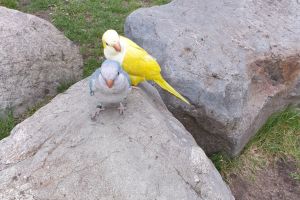 Parakeets for Rehoming