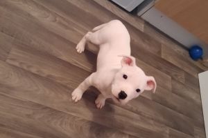 Cute Staffordshire Bull Terrier For Sale