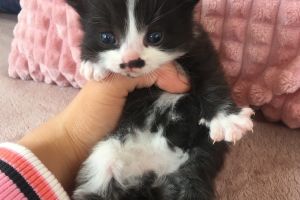 Beautiful marked kittens for sale