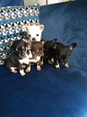 Available Chihuahuas