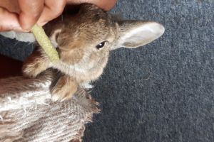 Friendly Rabbit! + Food and Furniture