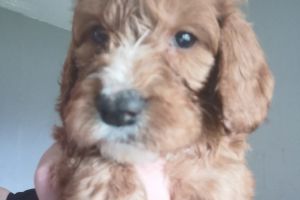 Gorgeous litter of cocker spaniel puppies for sale