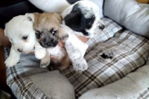 Morkie Puppies Bichon Frise looking for a forever loving home