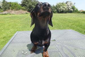 Dachshunds Wanted