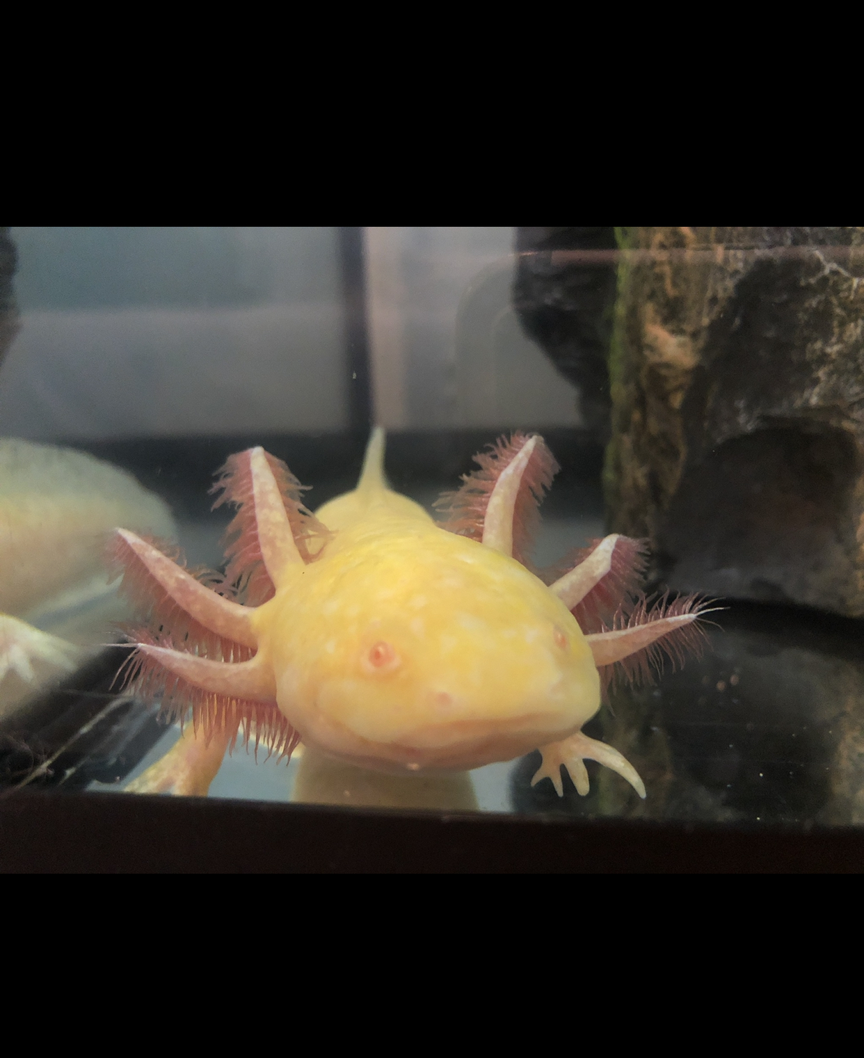 Axolotls Ukpets
