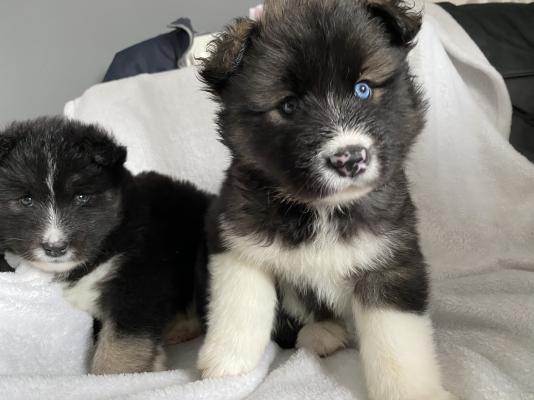 Alaskan malamute x Akita Puppies for Sale | UKPets