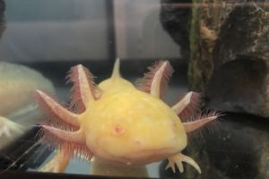 Axolotl Reptiles And Amphibians For Sale Ukpets