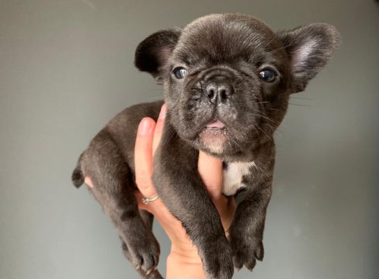 Cute French Bulldog For Sale