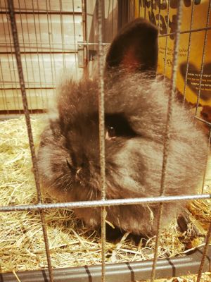 Mini Lion Lop For Sale in the UK