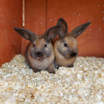 9 week old bunnies for sale | UKPets