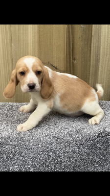 Beagle For Sale in Great Britain