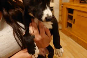 Lurchers for Rehoming