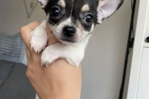 Beautiful tri-coloured Chihuahua boy!