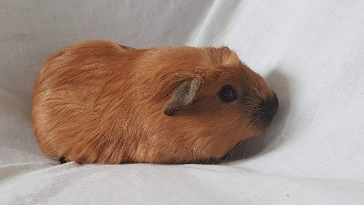 Guinea pigs - Rosette Abyssinian | UKPets