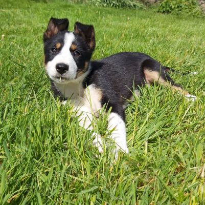 Tri coloured border collie puppies for sale | UKPets