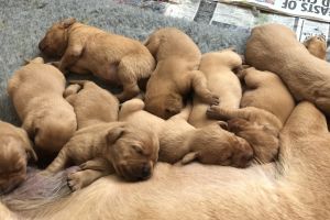 Beautiful KC Registered Fox Red Lab Puppies for Sale
