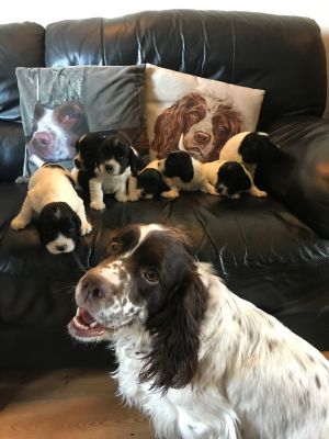 Cute Clumber Spaniel For Sale