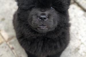 Chow Chows For Sale