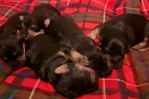 Lakeland Terrier Dogs Breed