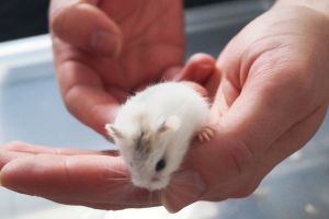 Hamsters for Rehoming