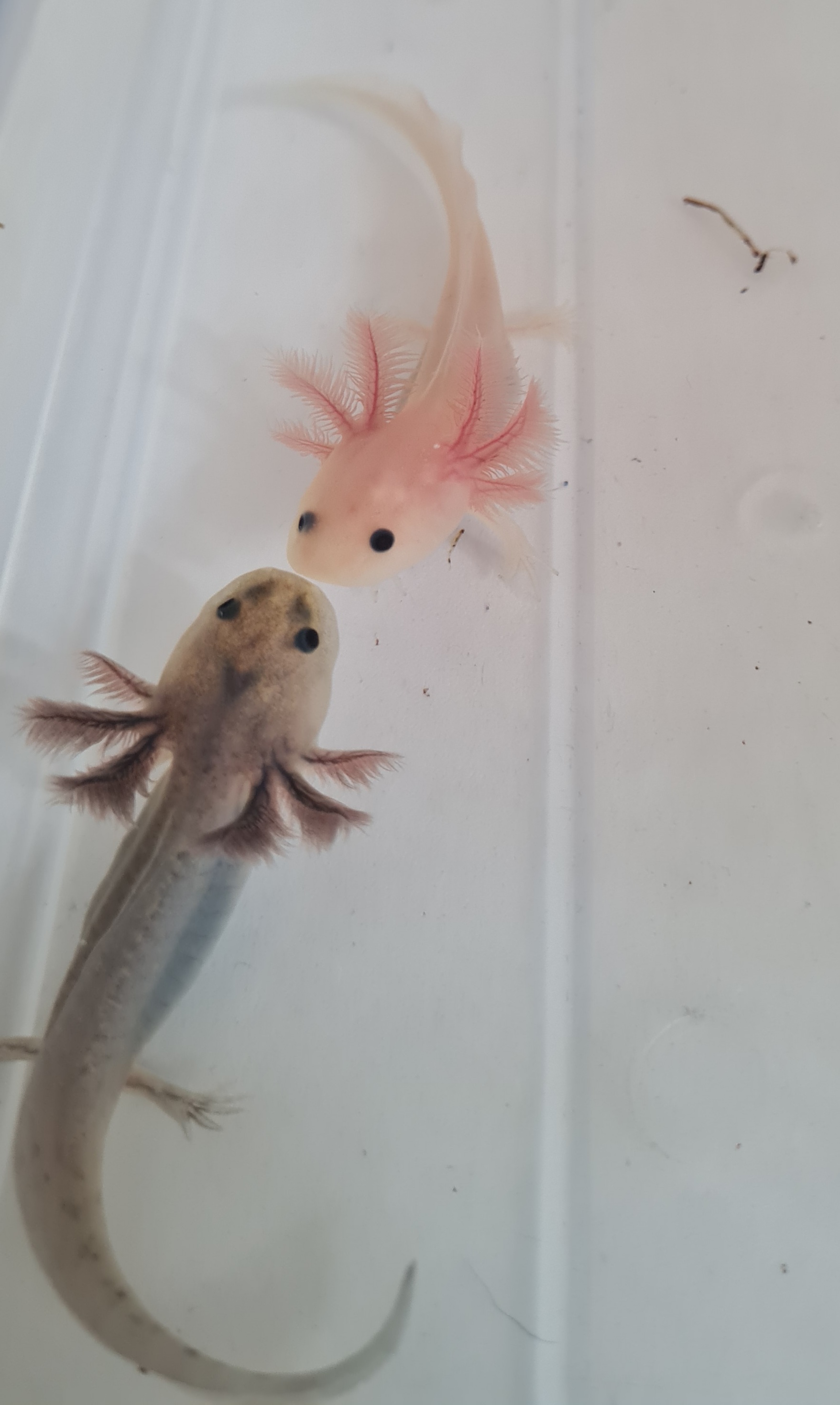 Baby Axolotls Ukpets