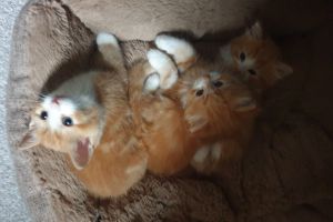 4 Adorable Lovely Ginger Kittens for sale
