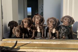 9 Sprocker Spaniel Puppies for sale