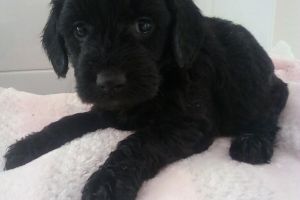 Chocolate labradoodle puppys 7 weeks old