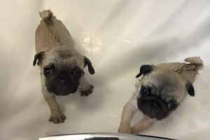 Pug puppy available now