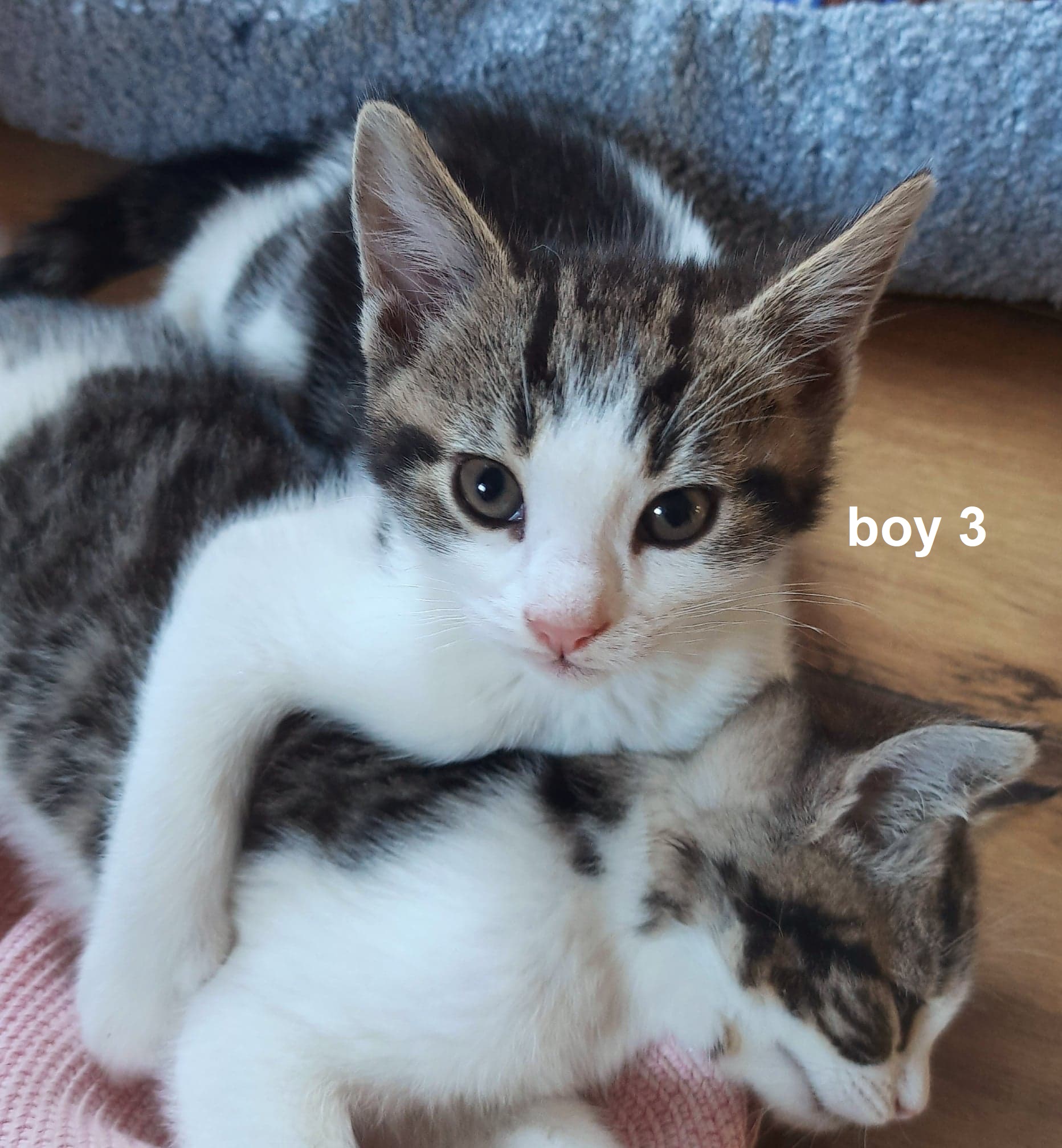 Adorable kittens for sale | UKPets