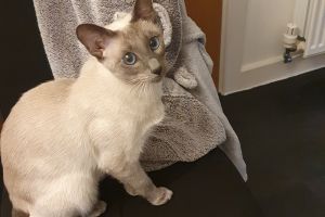 Tonkinese For Sale in Lodon